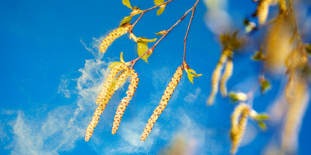 Common Allergens to Watch for Throughout the Year in Houston